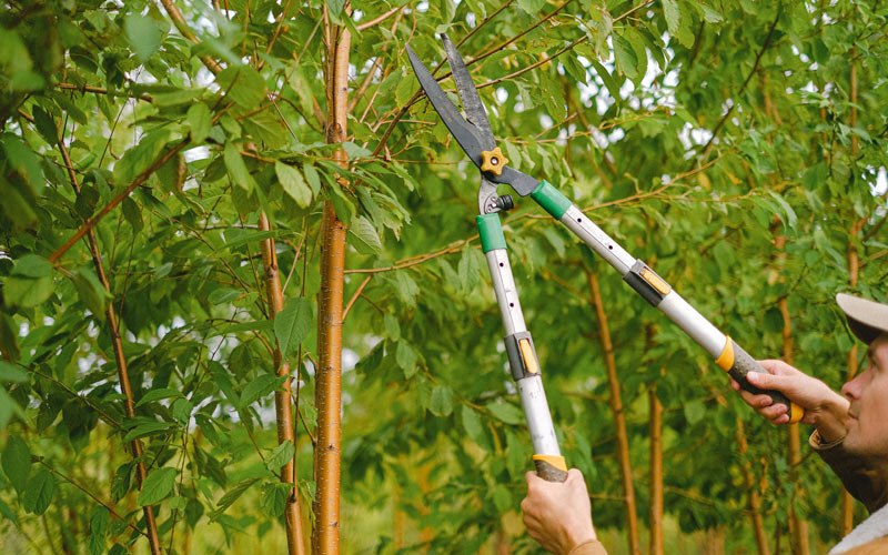 Tree trimming in Saint Thomas, ND