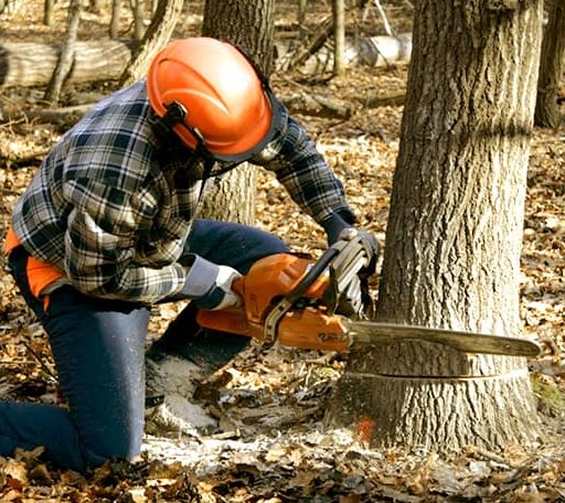 Tree Removal in Saint Thomas, ND